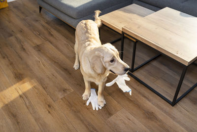 A young golden retriever stands on modern vinyl panels and bites a white glove, visible sofa 