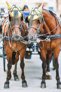 Horses in a horse