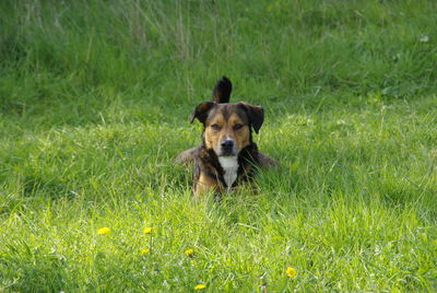 Portrait of dog on field