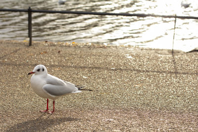 Seagull at st. jame's park