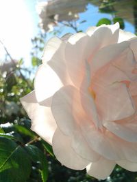 Close-up of pink rose blooming outdoors