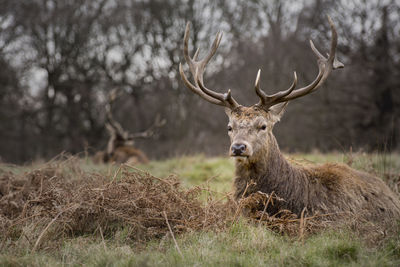 Deer sitting on grassy field against trees