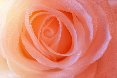 Close-up of wet rose