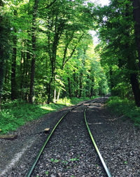 Railroad track in forest