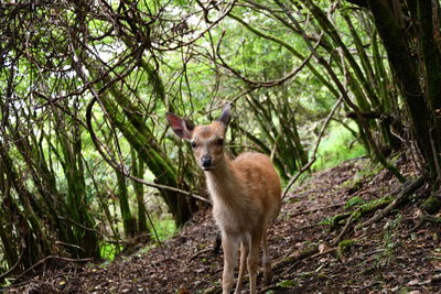 Portrait of an animal in forest