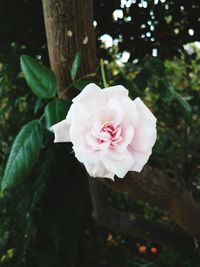 Close-up of pink flower blooming outdoors