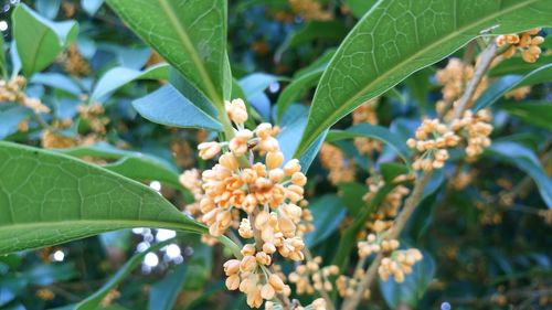 Close-up of flowers blooming on tree