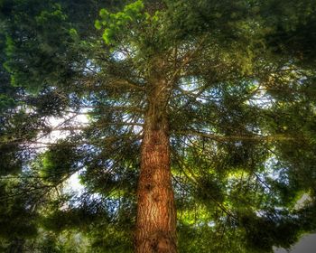 Low angle view of trees in forest