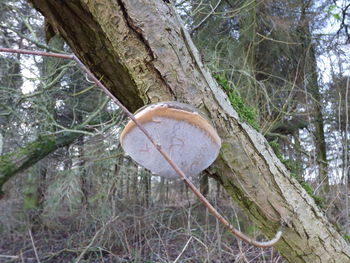 Low angle view of tree in forest