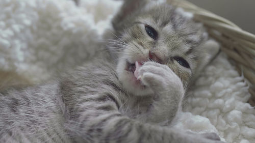 Close-up of a cat