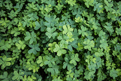 Full frame shot of clovers.