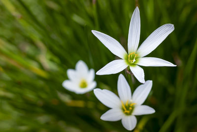 Close-up of white flowering plant