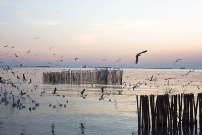 Seagulls flying over sea against sky