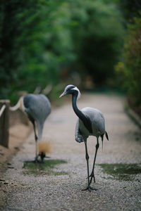 Grey crowned and demoiselle cranes walking on footpath