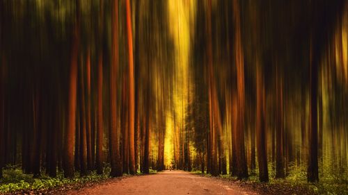 View of trees in forest