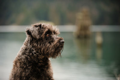 Close-up of dog against water