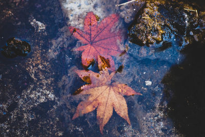 High angle view of autumn leaf on rock