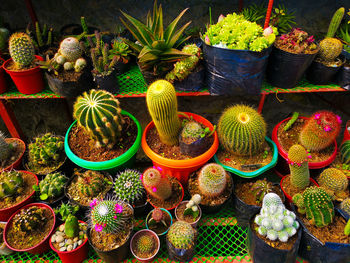 High angle view of succulent plants at market