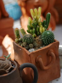 High angle view of succulent plant on table