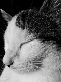 Close-up of cat sleeping