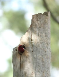 Close-up of rusty metal on tree trunk
