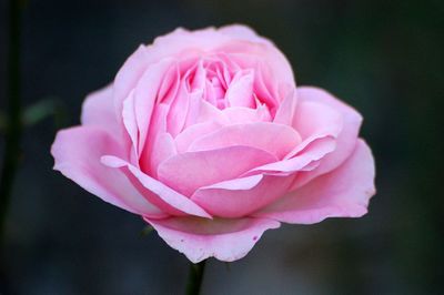 Close-up of pink rose 