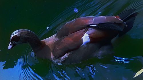 High angle view of duck swimming in lake