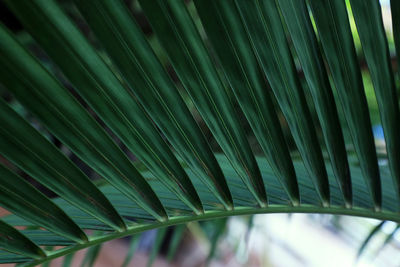 Full frame shot of palm leaves