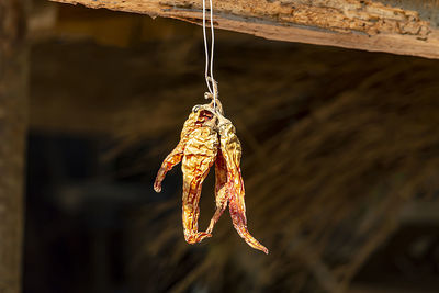 Red hot chili pepers. dry under a canopy, sun protection.