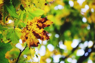 Close-up of yellow leaves on tree during autumn