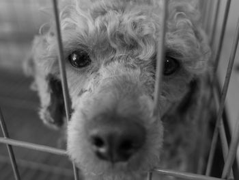 Close-up portrait of dog