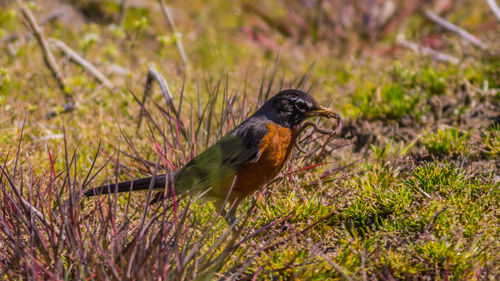 A hungry robin bird holds a nice meal wriggling in its beak