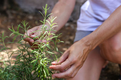 Close-up of hands holding plant