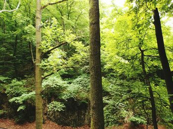 Trees in forest