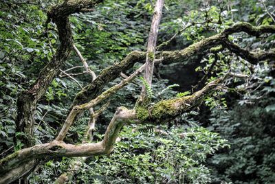 Trees in forest