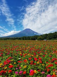 Scenic view of flowering plants on field against sky