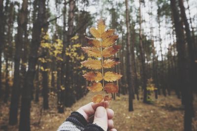 Person holding autumn leaf in forest