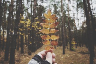 Cropped hand holding autumn leaf in forest