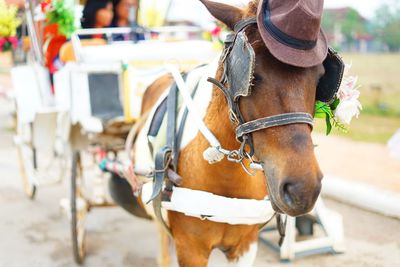 Horse cart on street