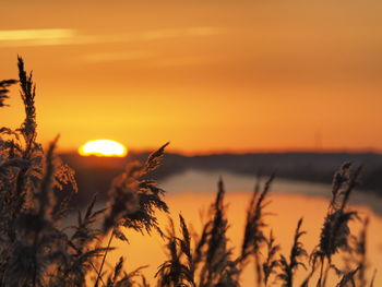 Close-up of silhouette plants against orange sky