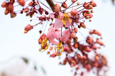 Close-up of cherry blossoms