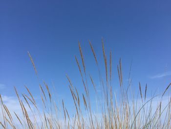 Low angle view of stalks against blue sky