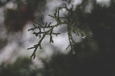 Close-up of wet plant during rainy season