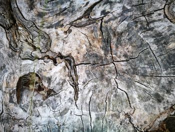 Full frame shot of tree trunk