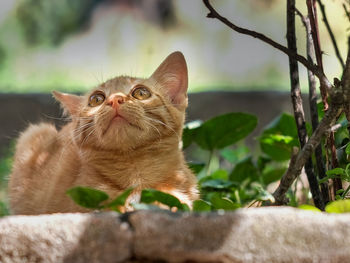 Close-up portrait of a cat