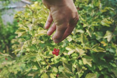 Midsection of red berries growing on plant