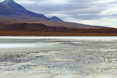 Panoramic view of lagoon laguna de canapa with flamingo at uyuni in bolivia,south america