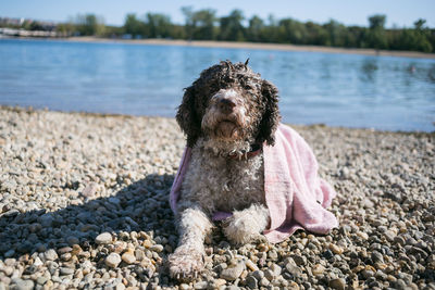 View of a dog on beach