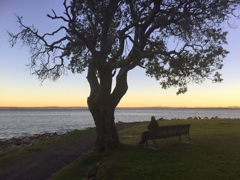 Silhouette man sitting on tree by sea against clear sky