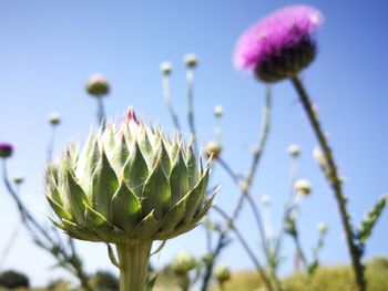 Close-up of flowering plant against clear sky